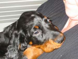 Bibo auf Arm ganz muede